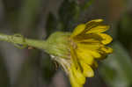 Maryland goldenaster